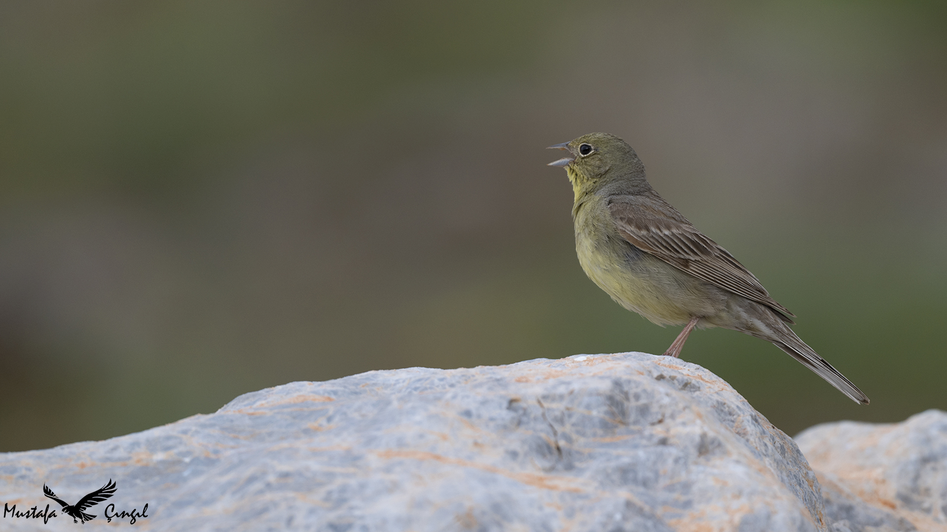 Cinereous Bunting